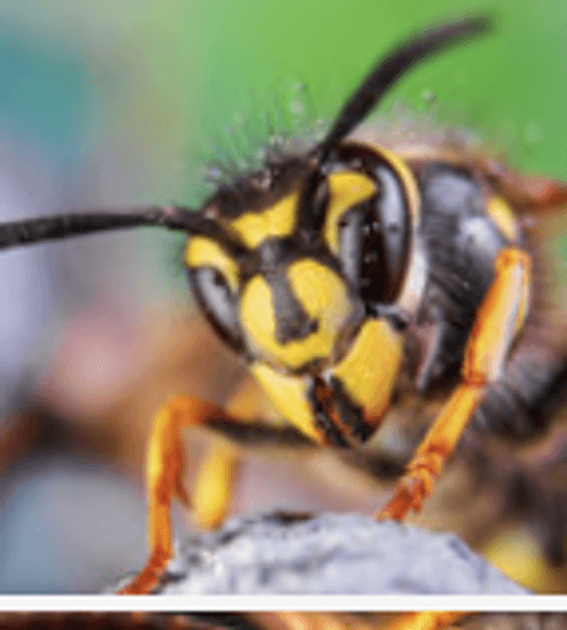 Avatar for CodeWasp