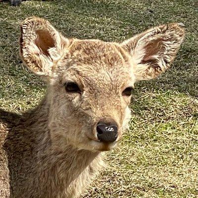 Avatar for Ikkun