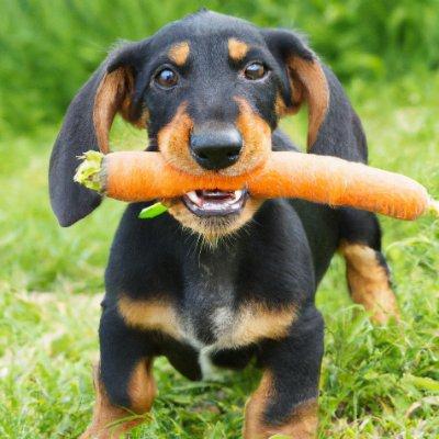 Avatar for carrotsmuggler