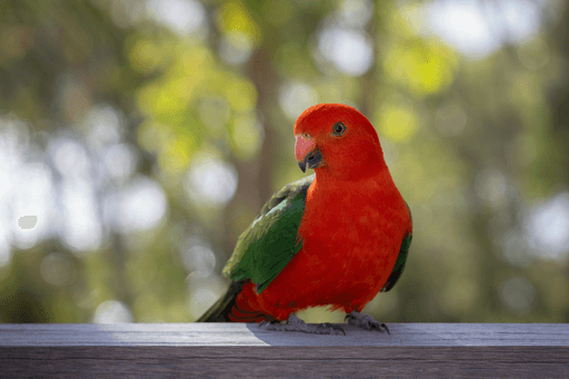 Avatar for parrotAudits0
