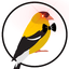 BowTiedOriole