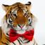 RedTiger