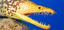 moray5554
