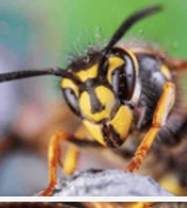 CodeWasp