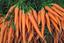 TheCarrot
